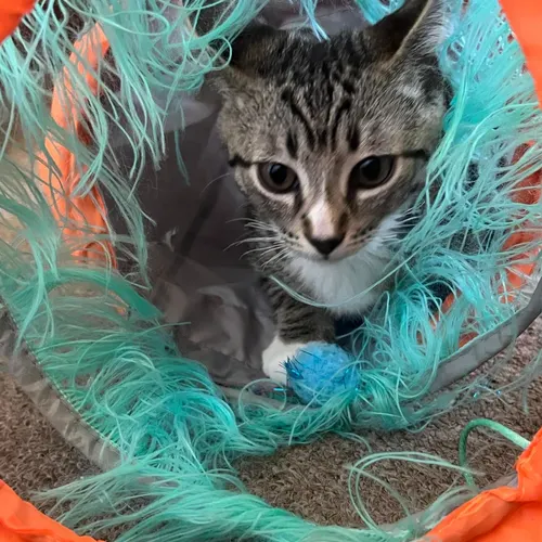 Jasper Now, an adopted cat