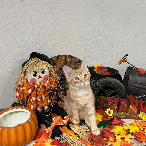 Jensen, an adopted cat