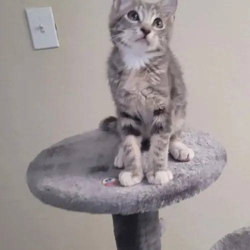 John, an adopted cat