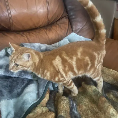 Jumper, an adopted cat