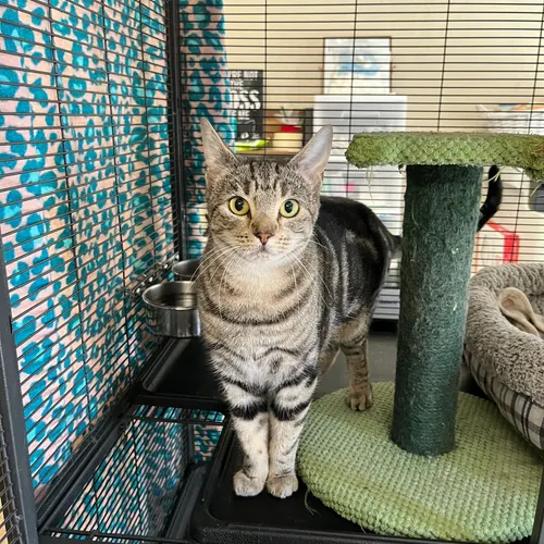 Laurel, an adopted cat
