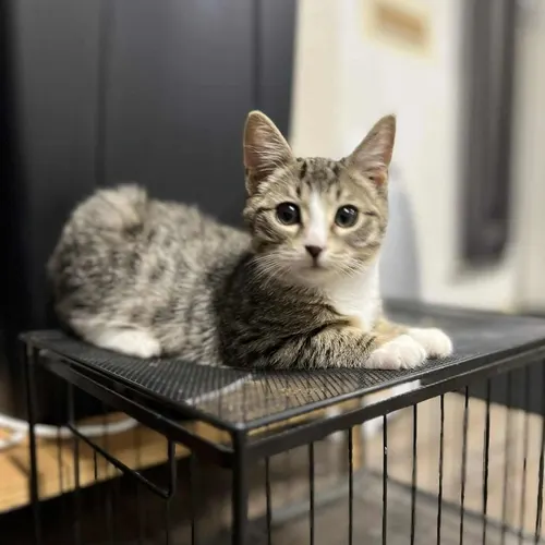 Leo, an adopted cat