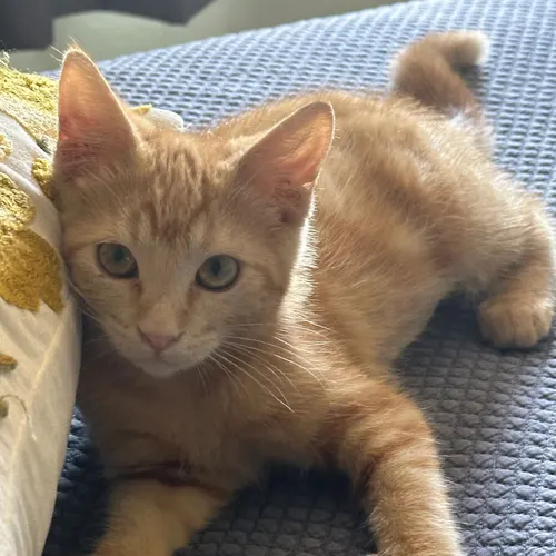 Lily Pad, an adopted cat
