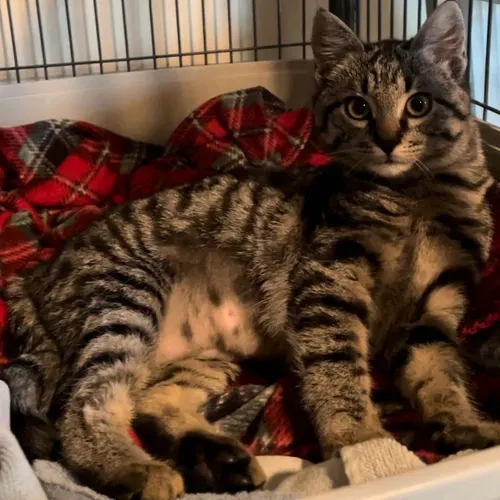Luna, an adopted cat
