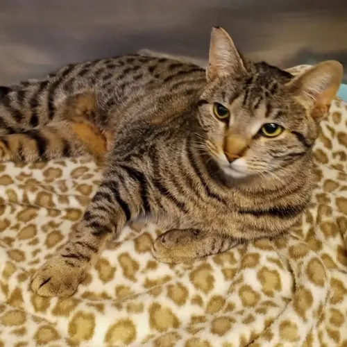 Marigold, an adopted cat