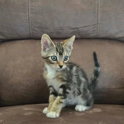 Martin, an adopted cat