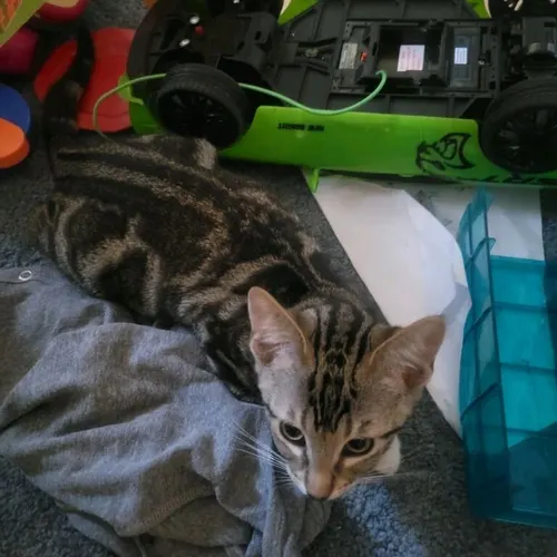 Meadow, an adopted cat