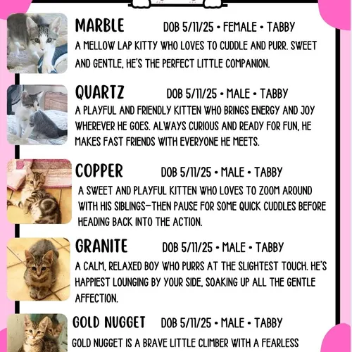 Metal Group, an adopted cat
