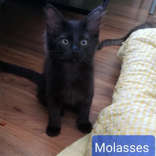 Molasses, an adopted cat
