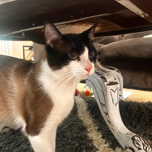 Mr Cuddles, an adopted cat