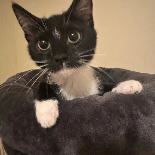 Nellie, an adopted cat