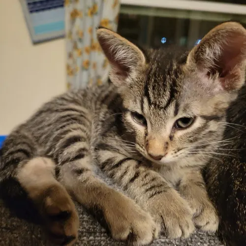 Nutmeg, an adopted cat
