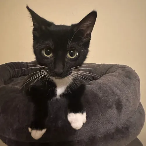 Nyla, an adopted cat