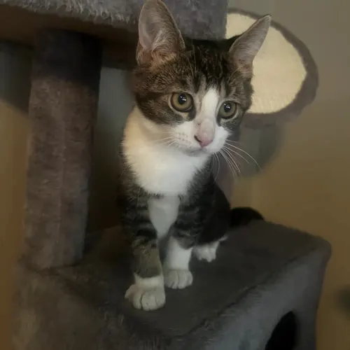 Ollie, an adopted cat
