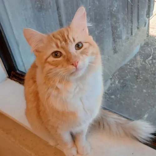 Ollie, an adopted cat