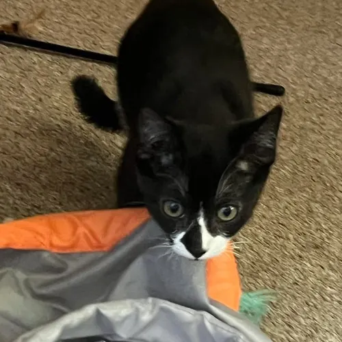 Onyx Now, an adopted cat