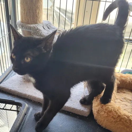 Pam, an adopted cat