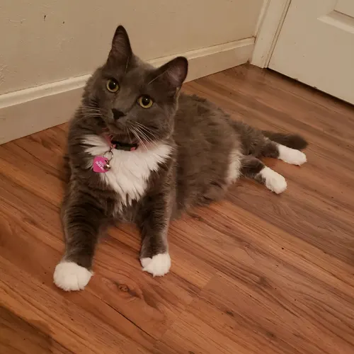 Pepper, an adopted cat