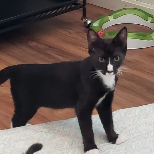 Pinto, an adopted cat