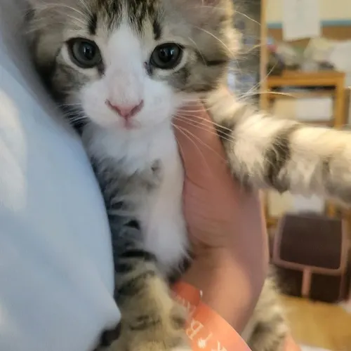 Ray Ray, an adopted cat