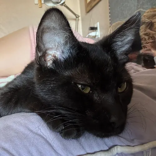 Riley, an adopted cat