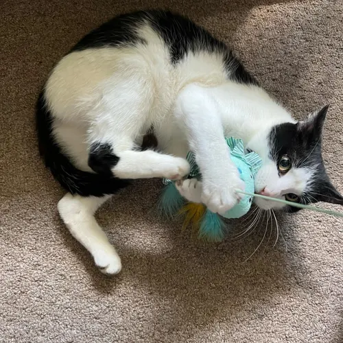 Robin, an adopted cat