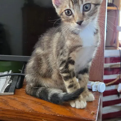 Roger, an adopted cat