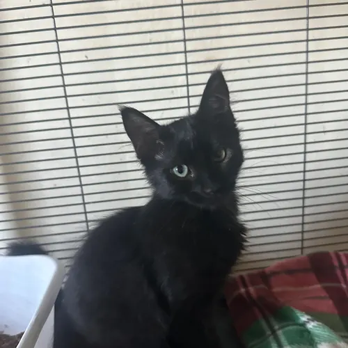 Sabrina, an adopted cat