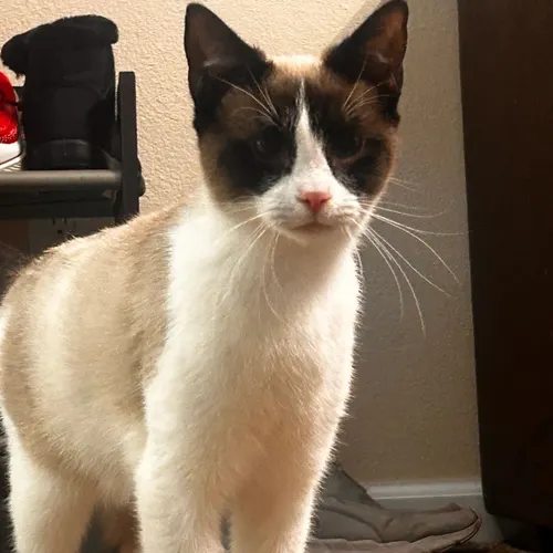 Sam, an adopted cat