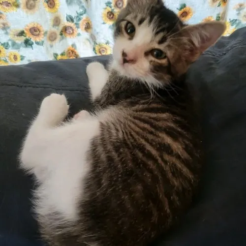 Sassy, an adopted cat
