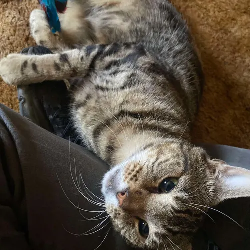 Sheldon, an adopted cat