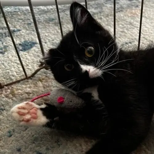 Sirius, an adopted cat