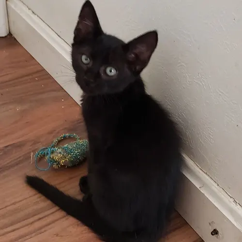 Skipper, an adopted cat
