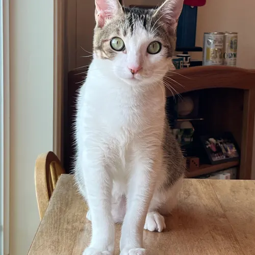 Snuffles, an adopted cat