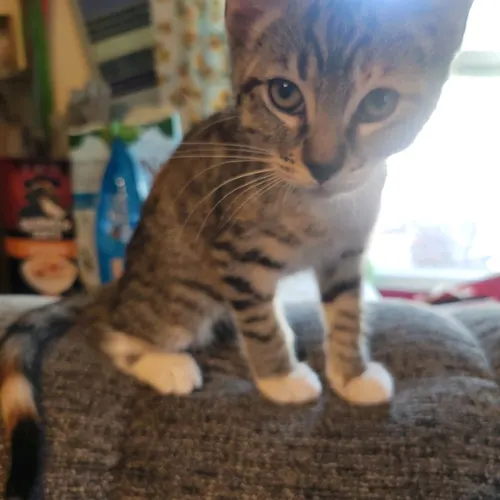 Star, an adopted cat