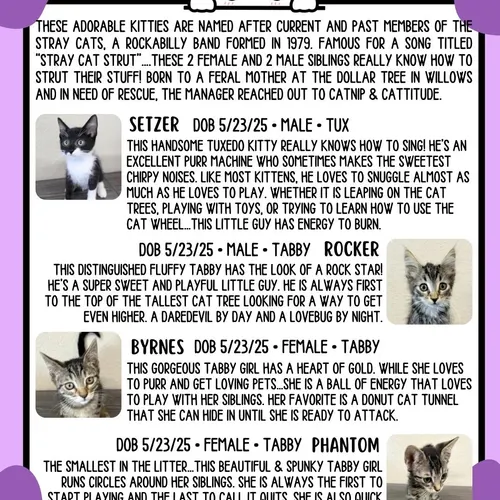 Stray Cat Group, an adopted cat