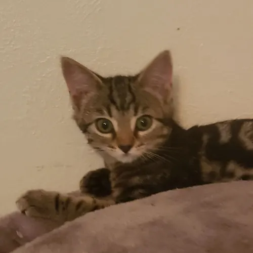 Sugar Beet, an adopted cat