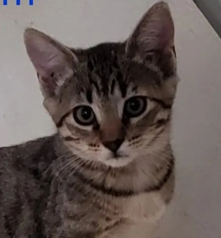 Sugar Plum, an adopted cat