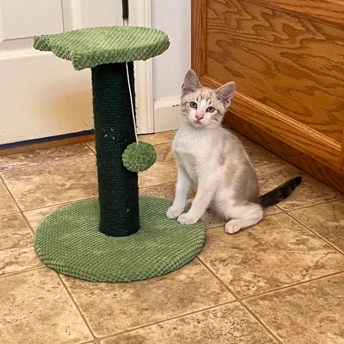 Swirl, an adopted cat