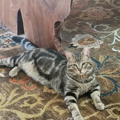 Teddy, an adopted cat