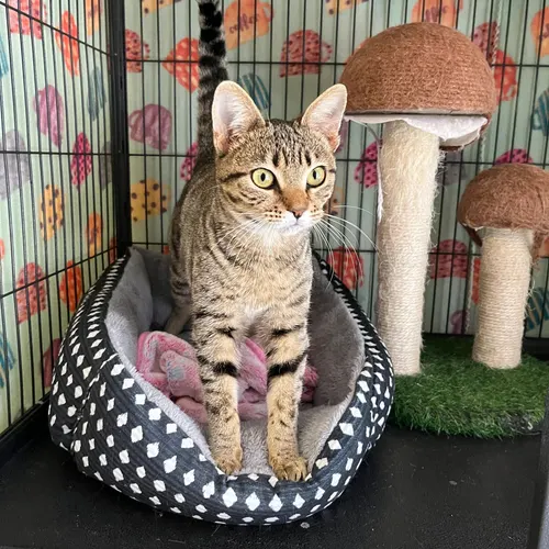 Tigress, an adopted cat