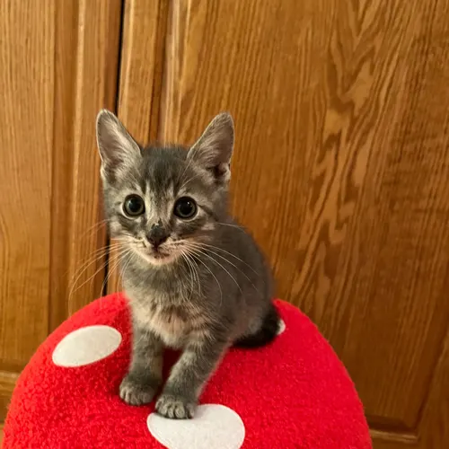 Tower, an adopted cat