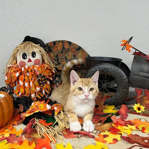 Wrigley, an adopted cat