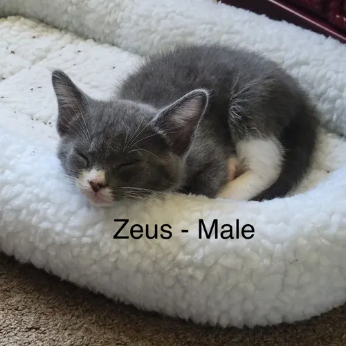 Zeus Cafe, an adopted cat